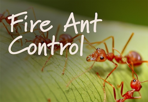fire-ant-control