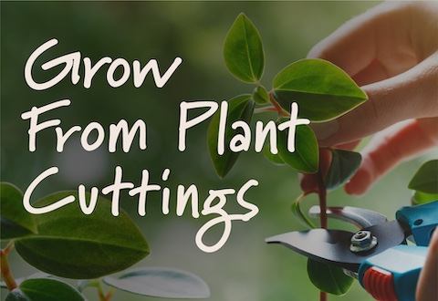 grow-from-plant-cuttings