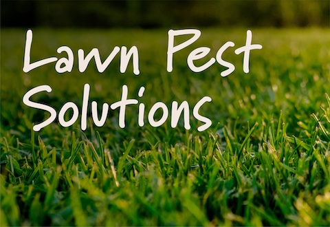 lawn-pest-solutions
