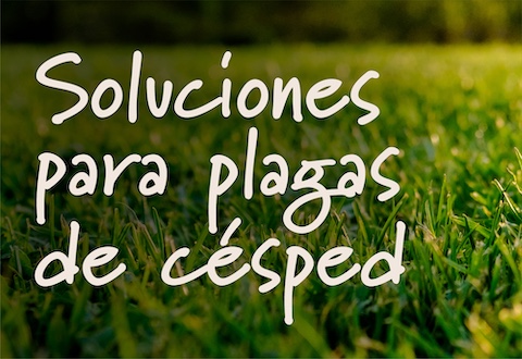 lawn-pest-solutions