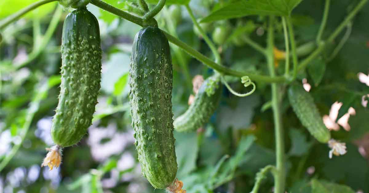 cucumbers on a vine