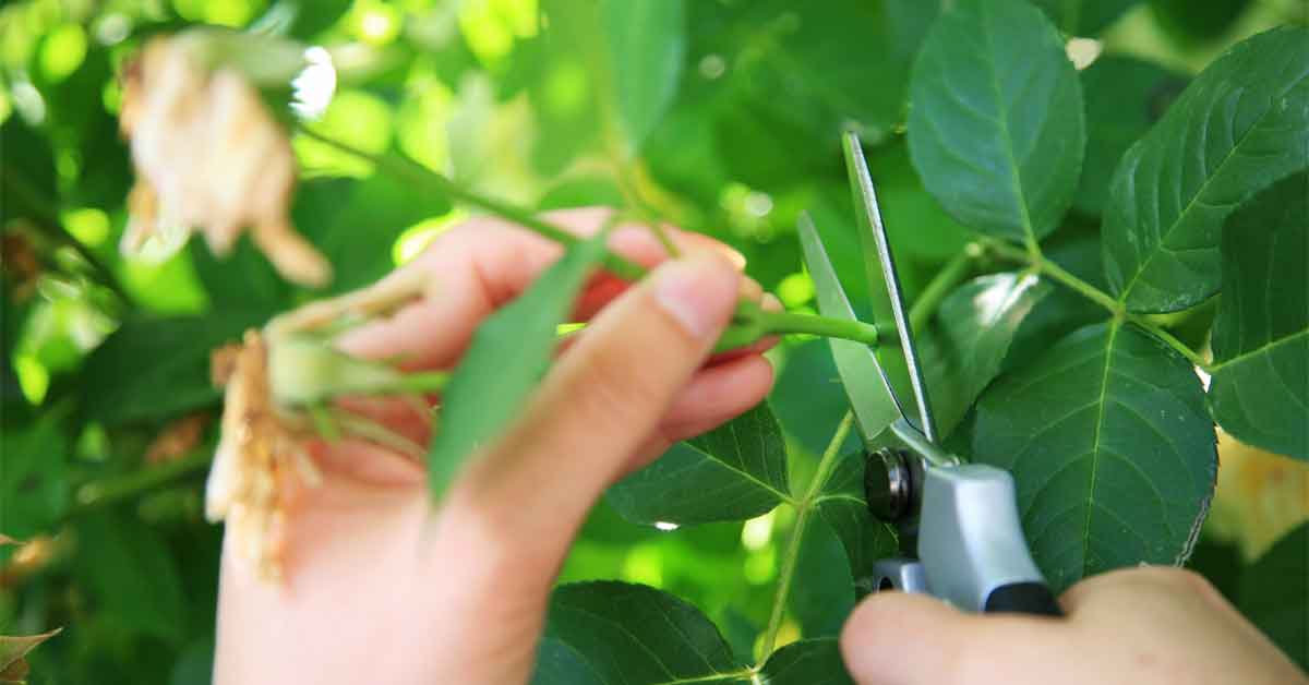 how to grow plants from cuttings