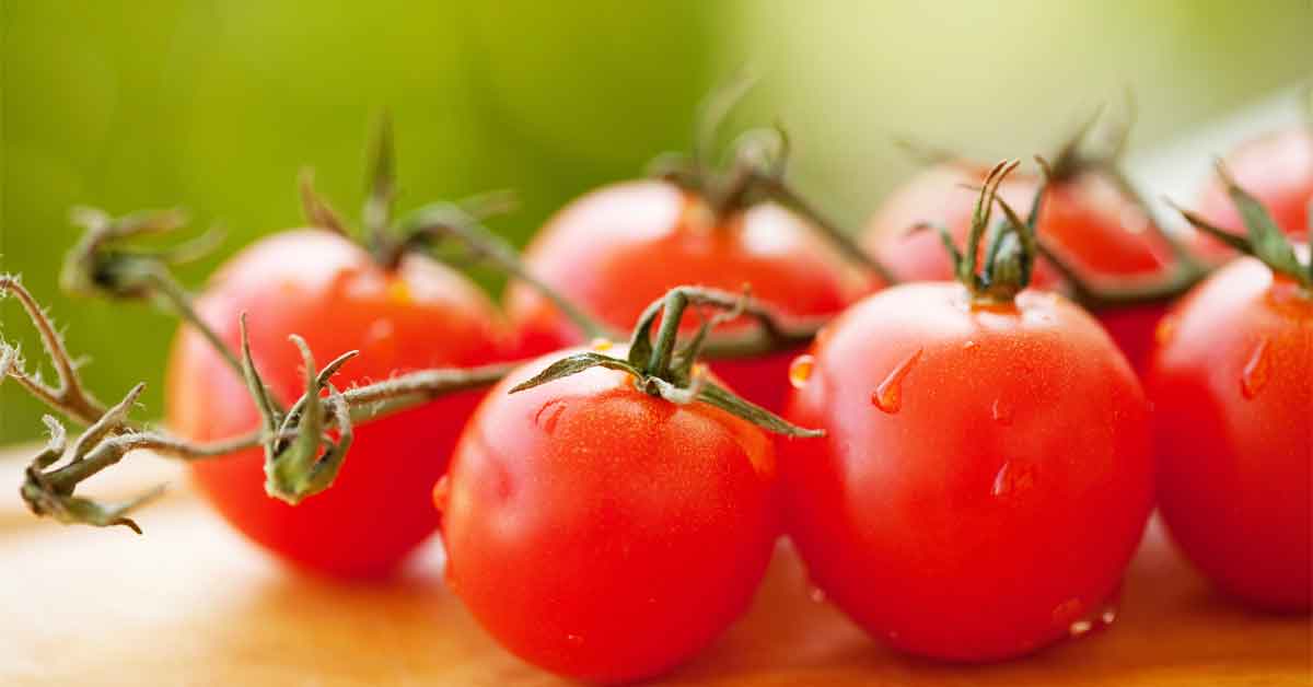 how to grow tomatoes