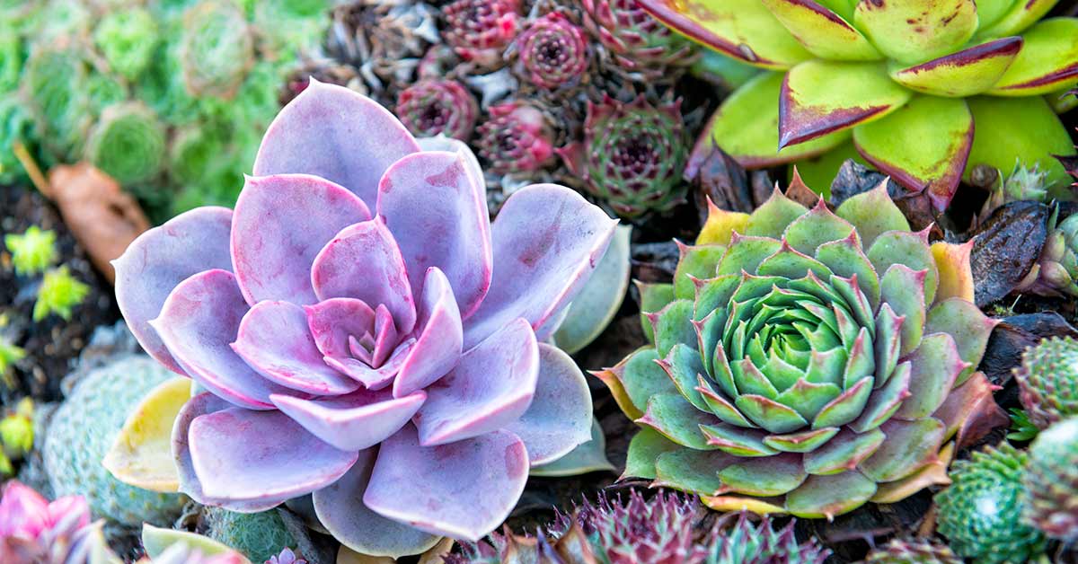 how-to-grow-succulents-from-cuttings