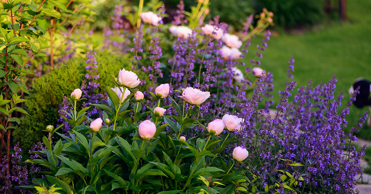 easy-disease-and-pest-protection-for-flowers-and-shrubs