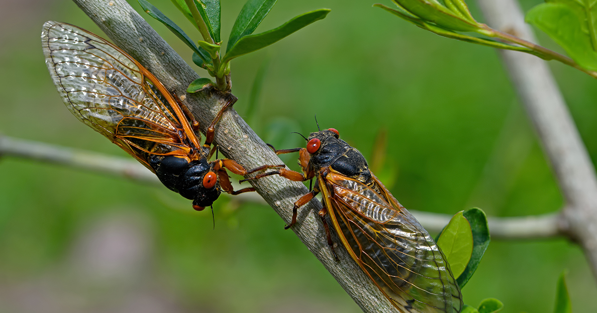 Two nuisance periodical cicadas facing each other on a small branch.