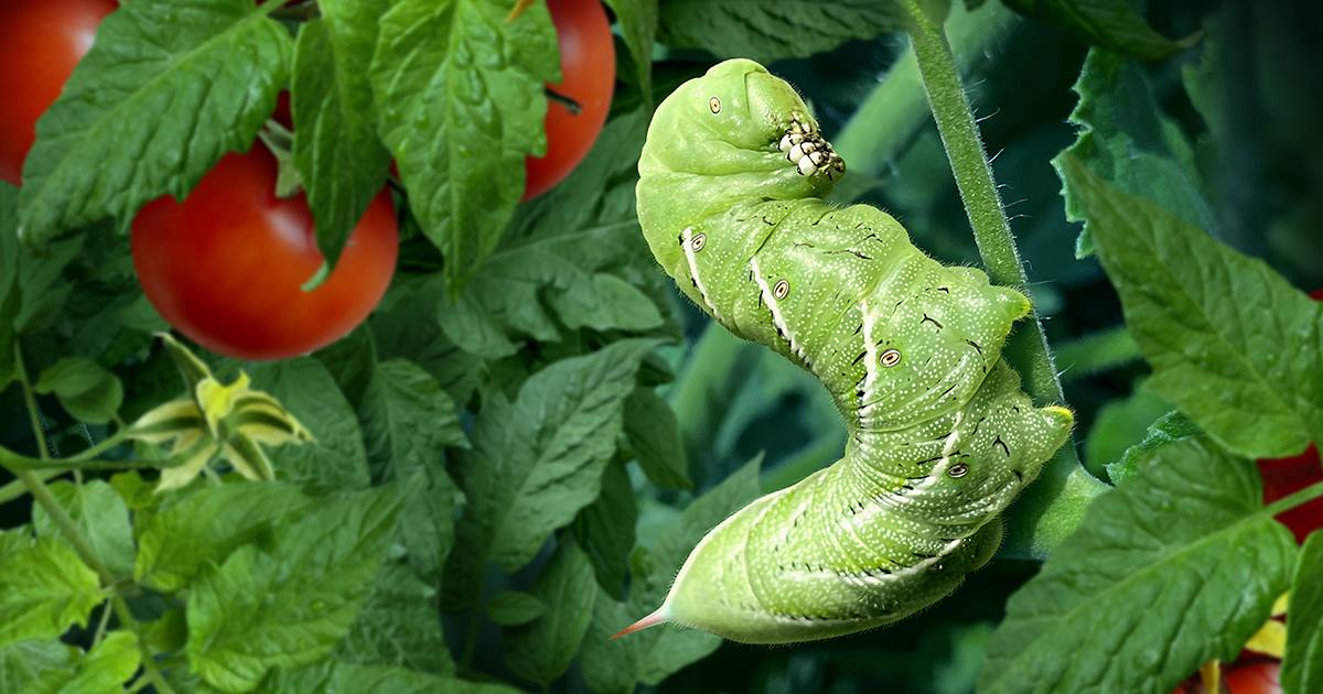 A huge hornworm gets ready to feast on a tomato plant.