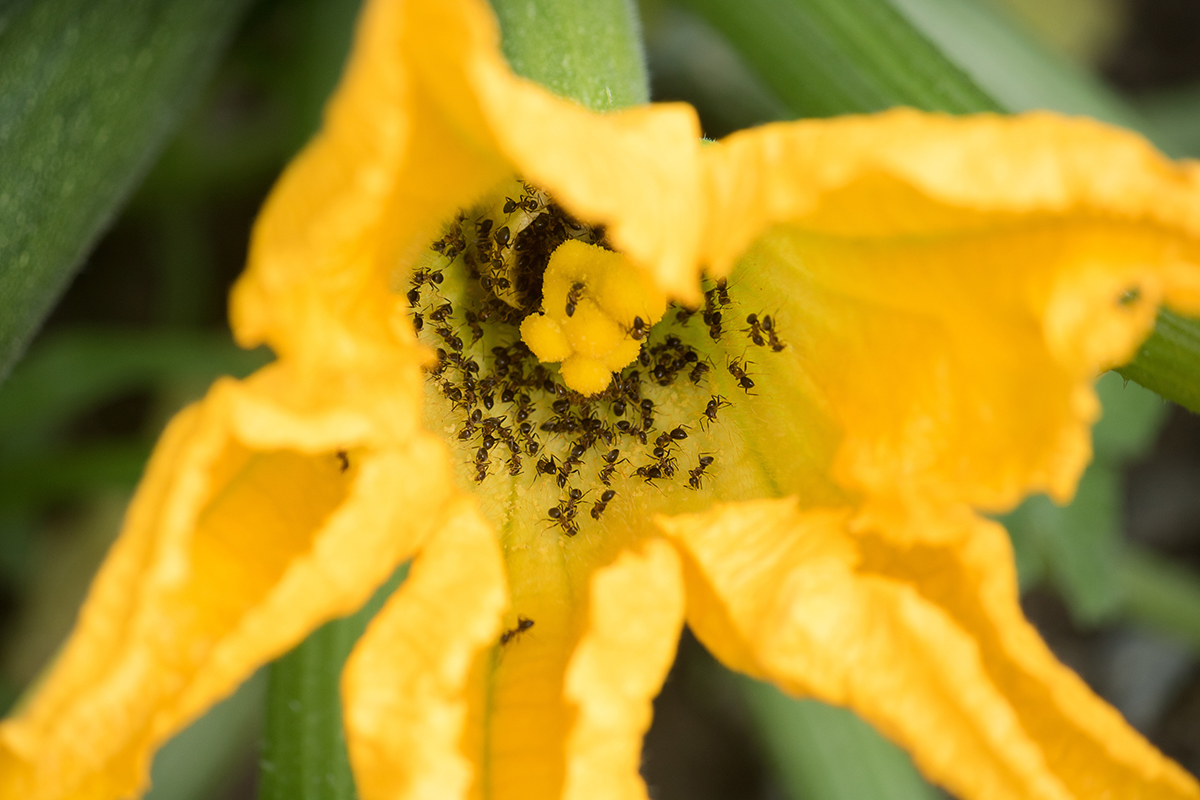 Garden closeup of yellow squash blossom filled with ants.
