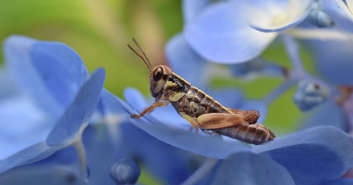 A grasshopper sitting on a hydrangea flower.