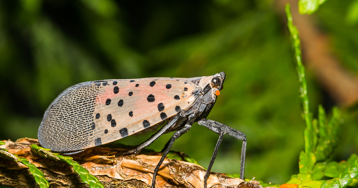 Adult spotted lanternfly at rest with its wings folded like a tent.