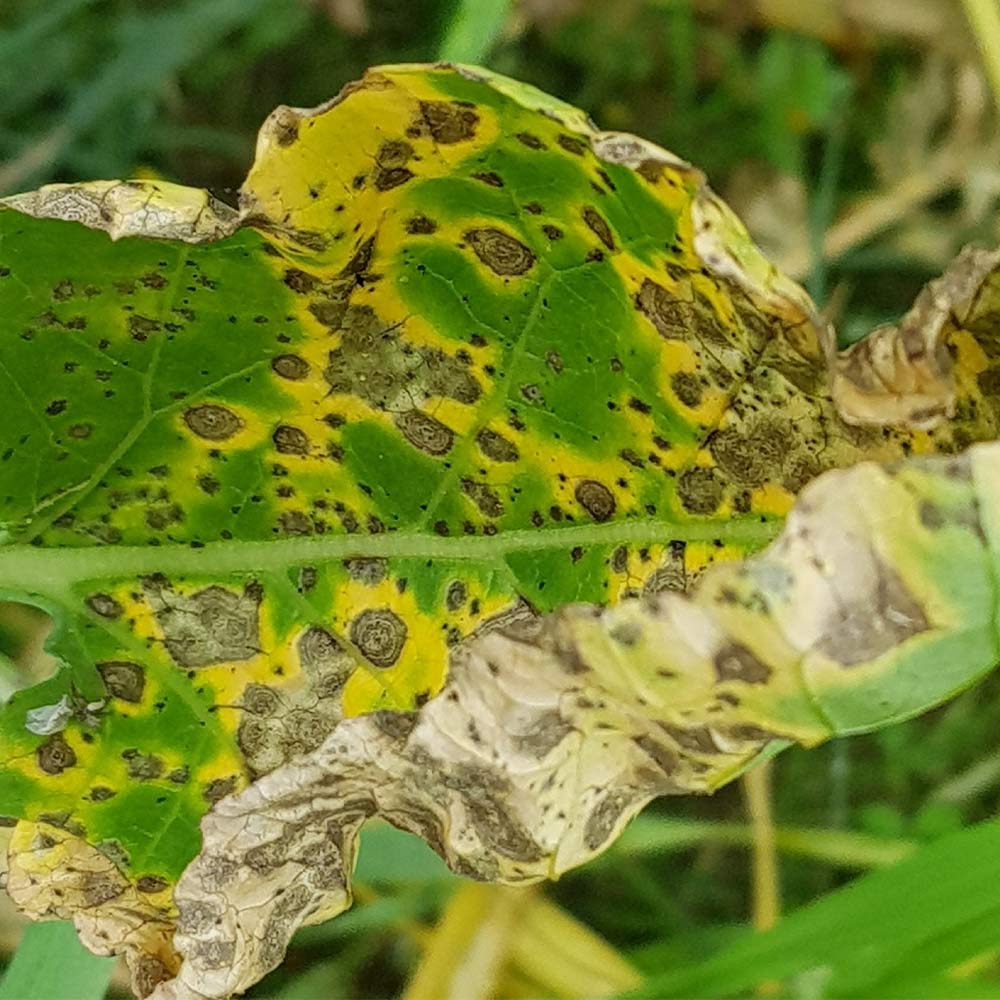 Alternaria Leaf Spot