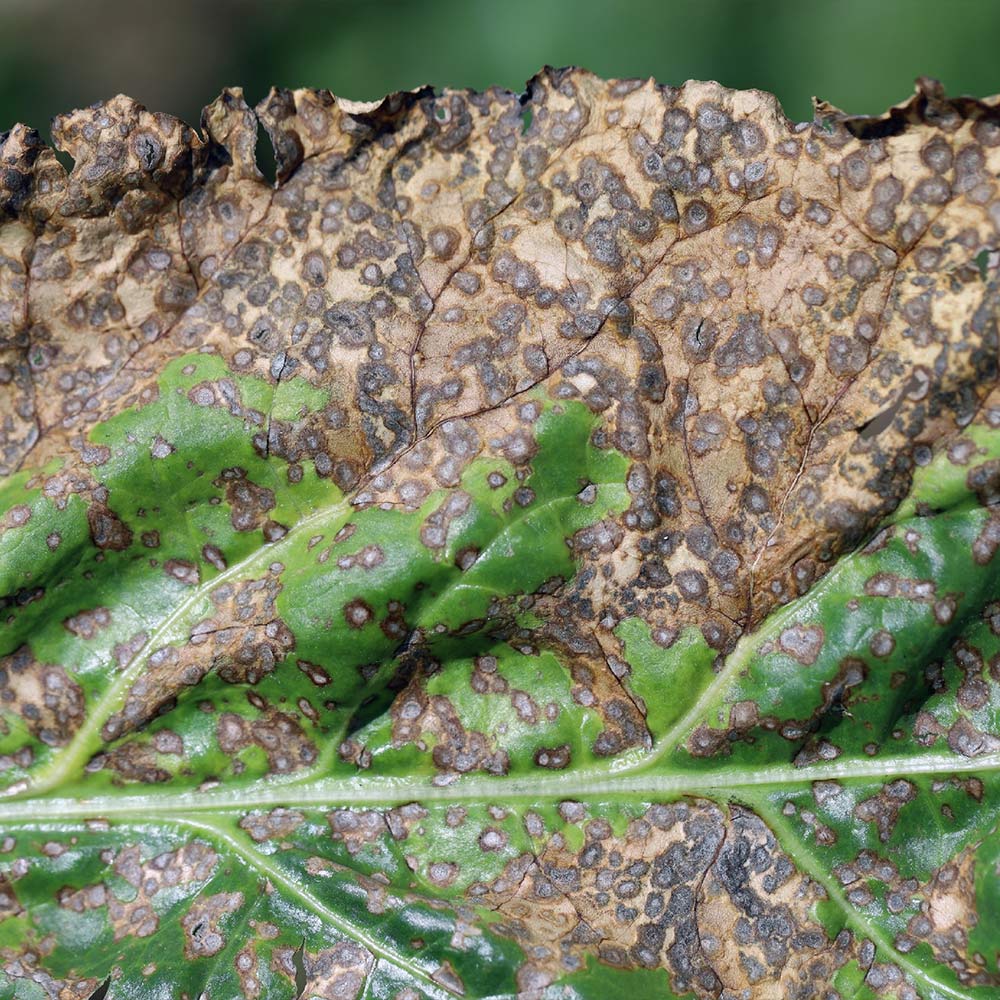 Cercospora Blight