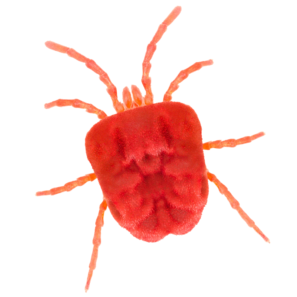 Mite