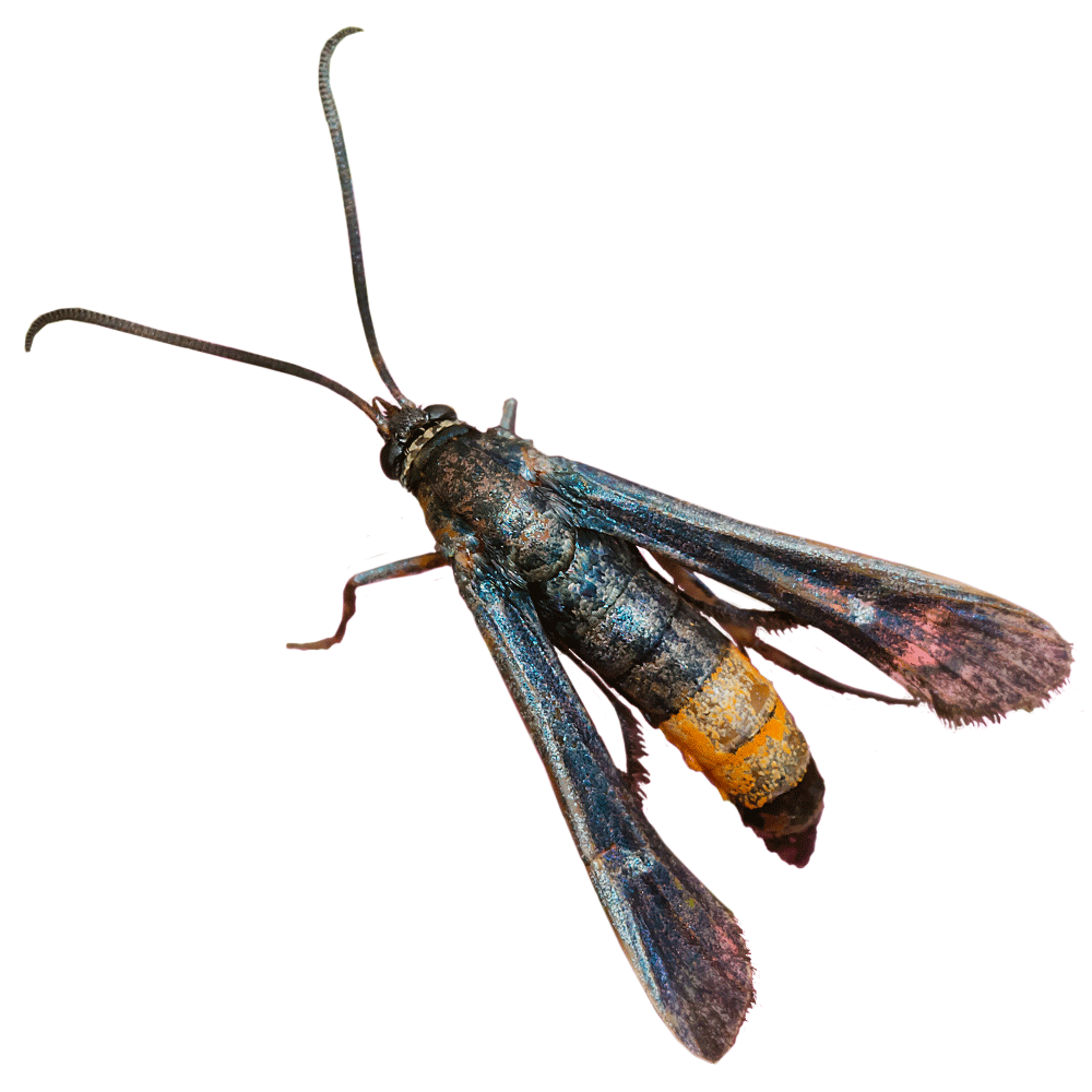 Peachtree Borer