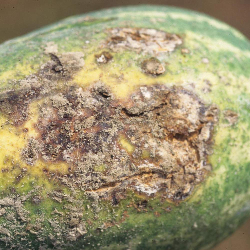 rhizoctonia-fruit-rot
