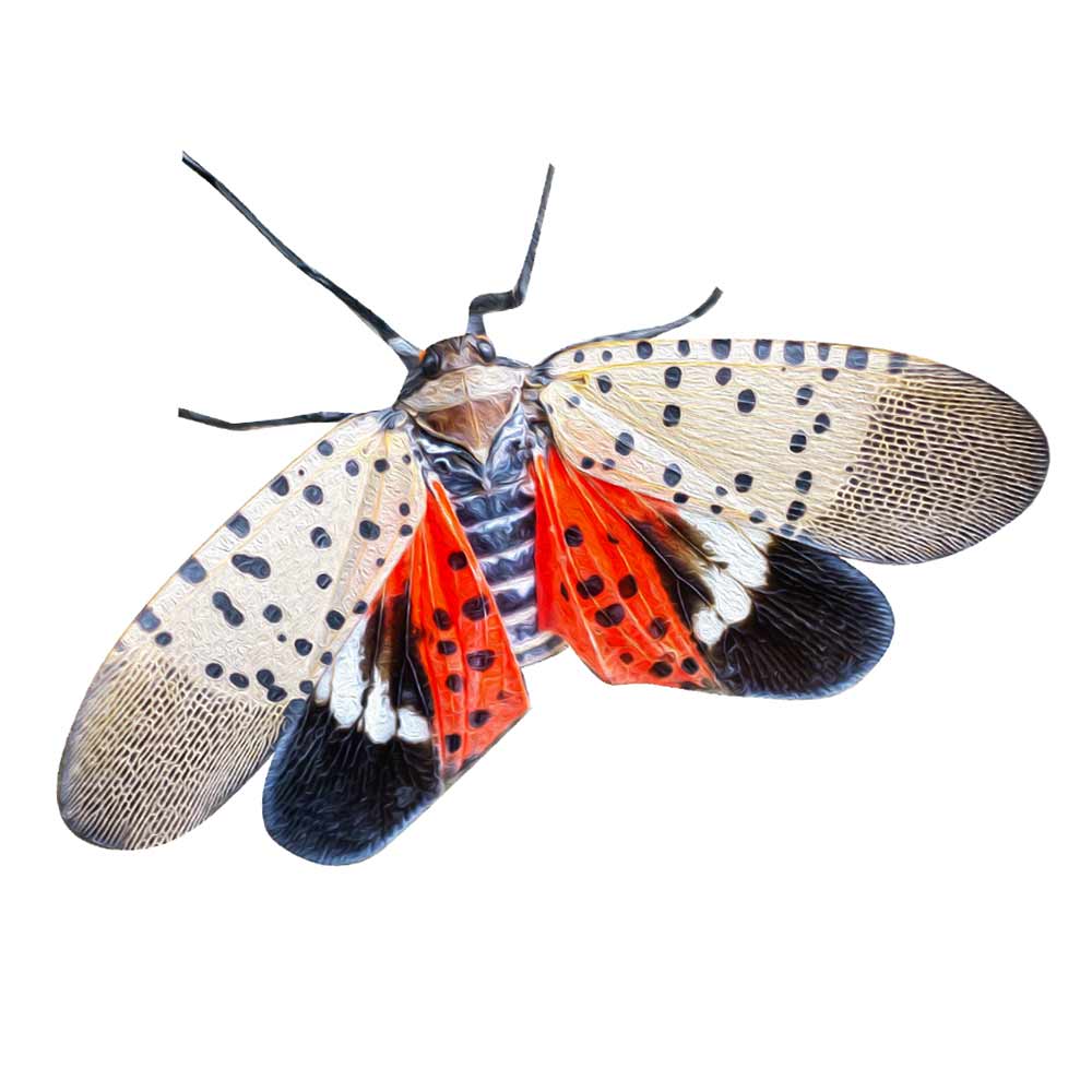 spotted-lanternfly