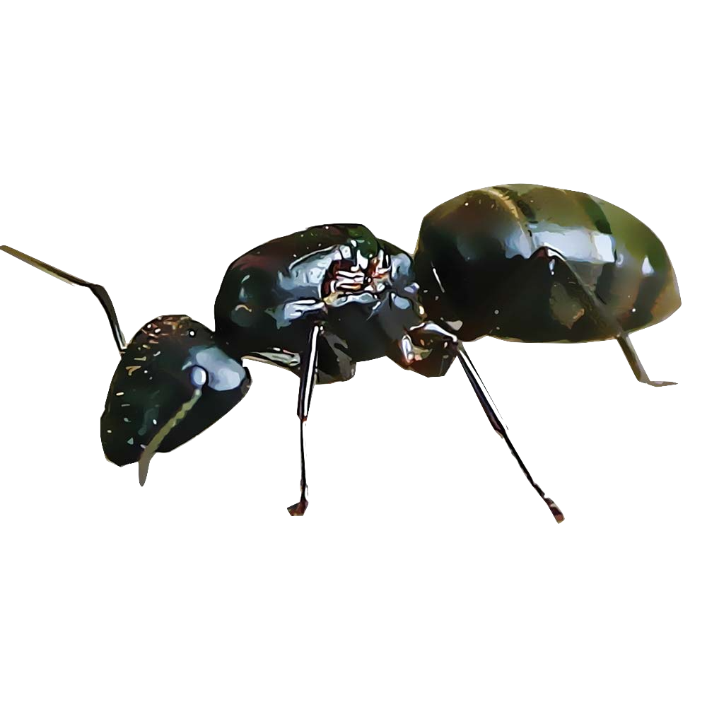 ants