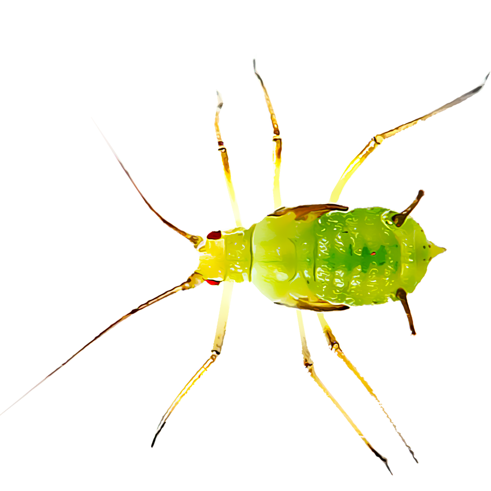 aphids