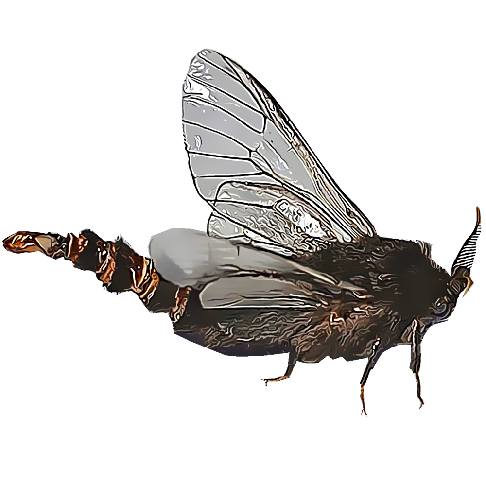 Illustration of a bagworm
