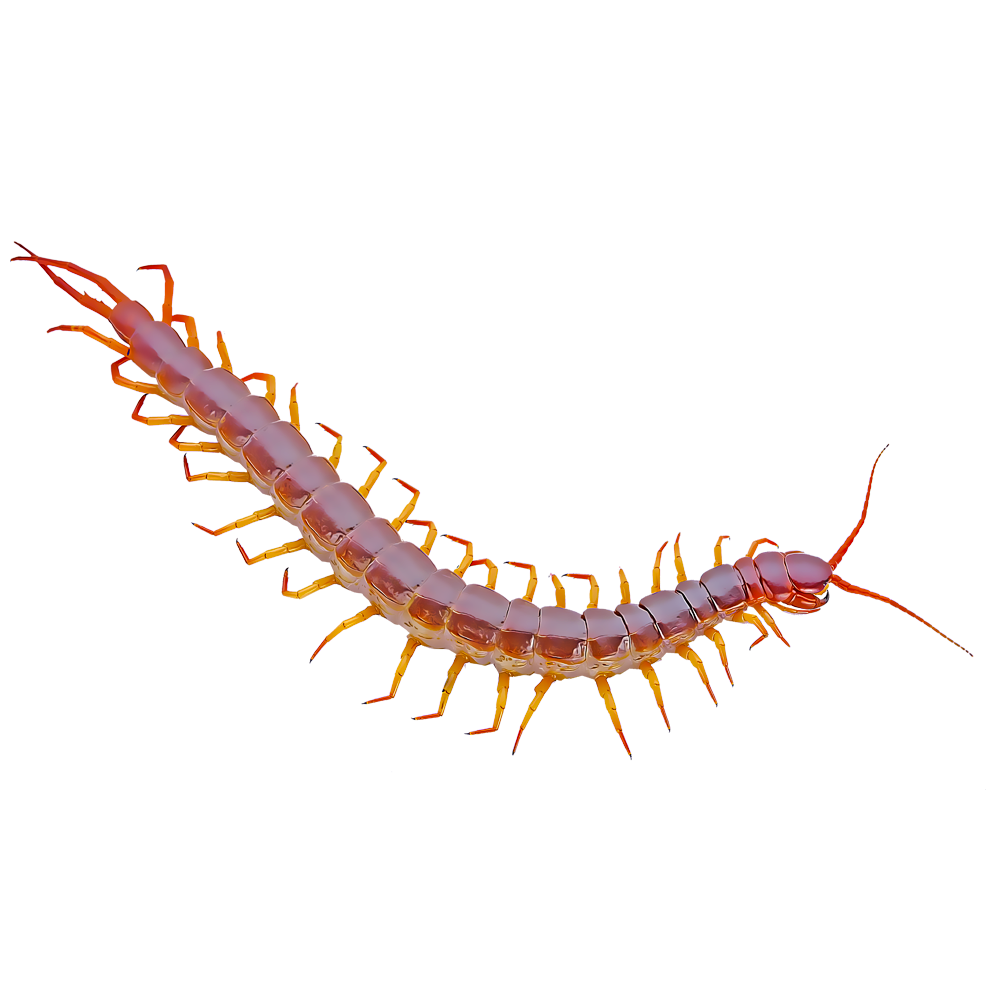 centipedes
