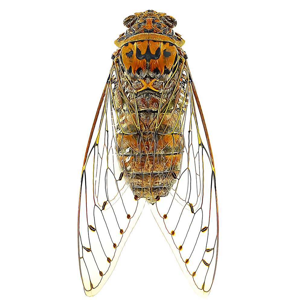 cicadas