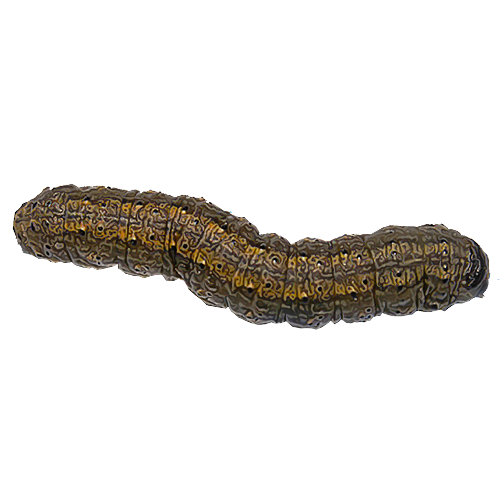 cutworms
