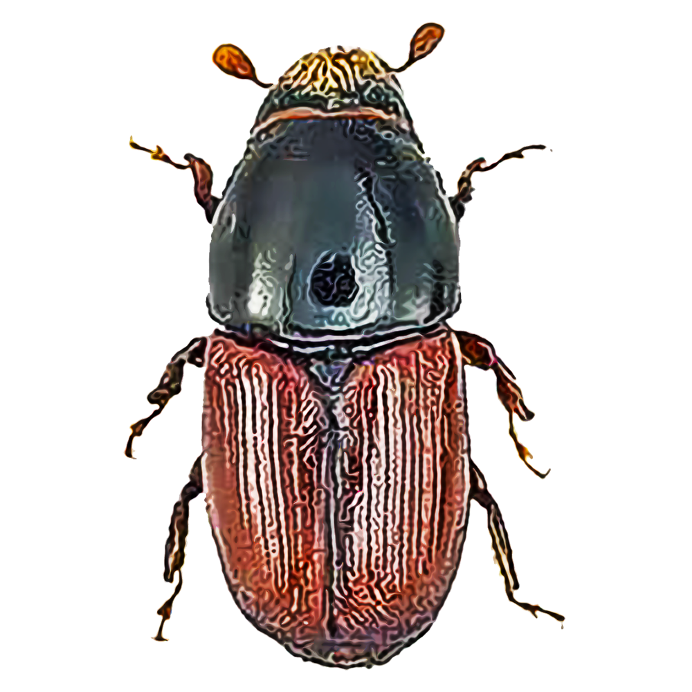 elm-bark-beetles