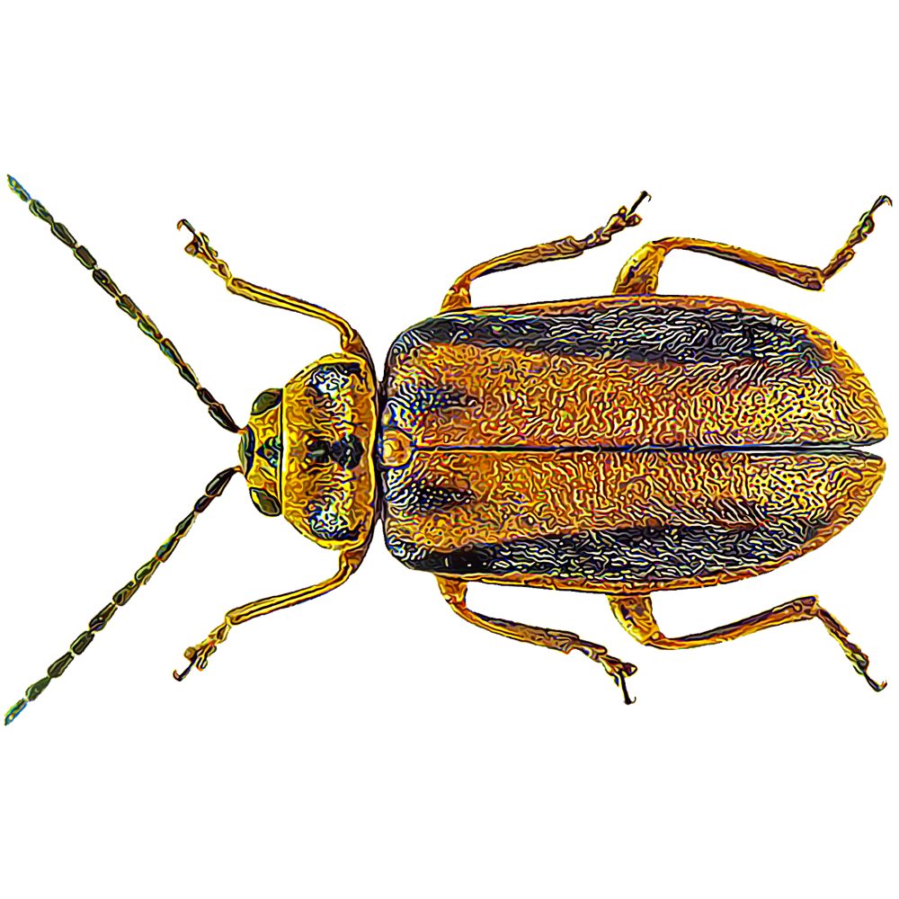 elm-leaf-beetles