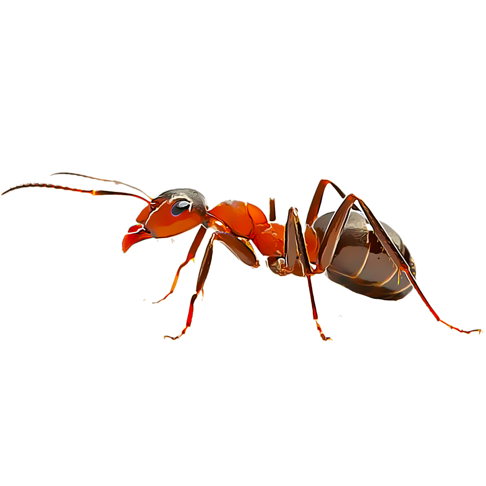 fire-ants