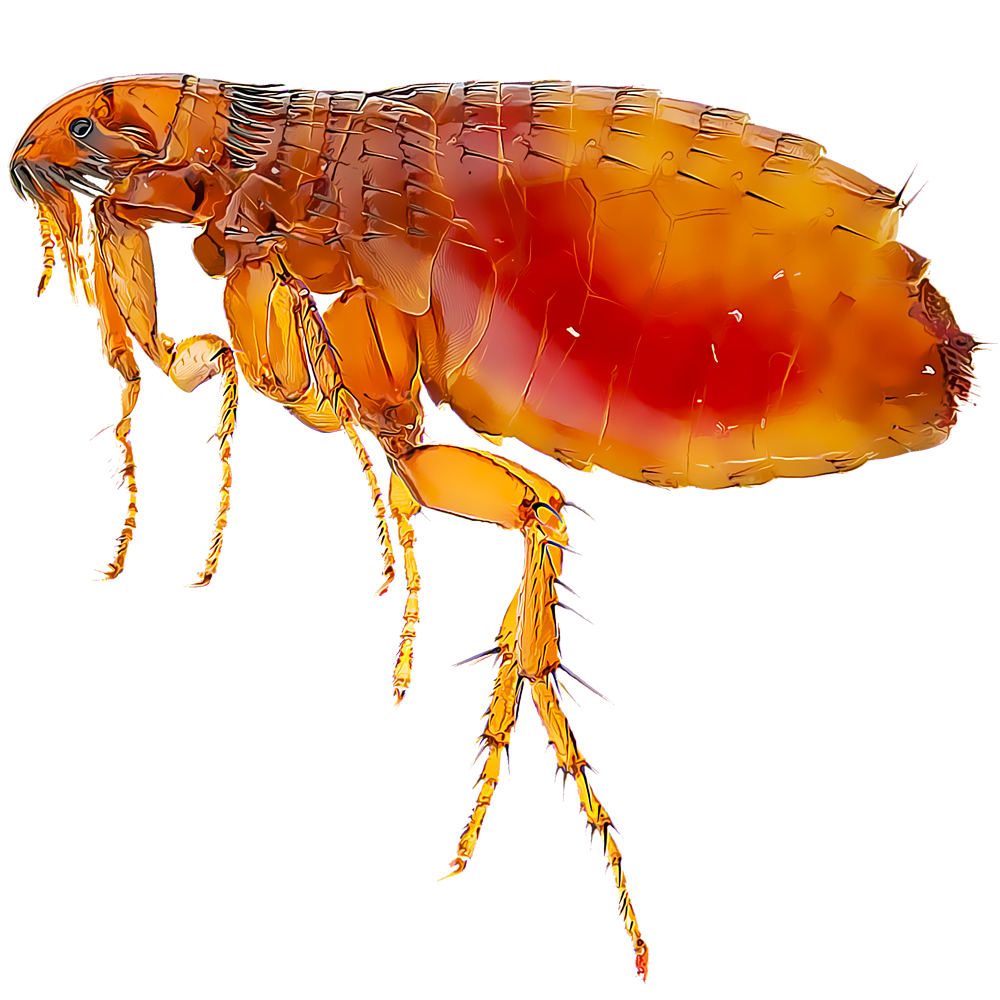 fleas