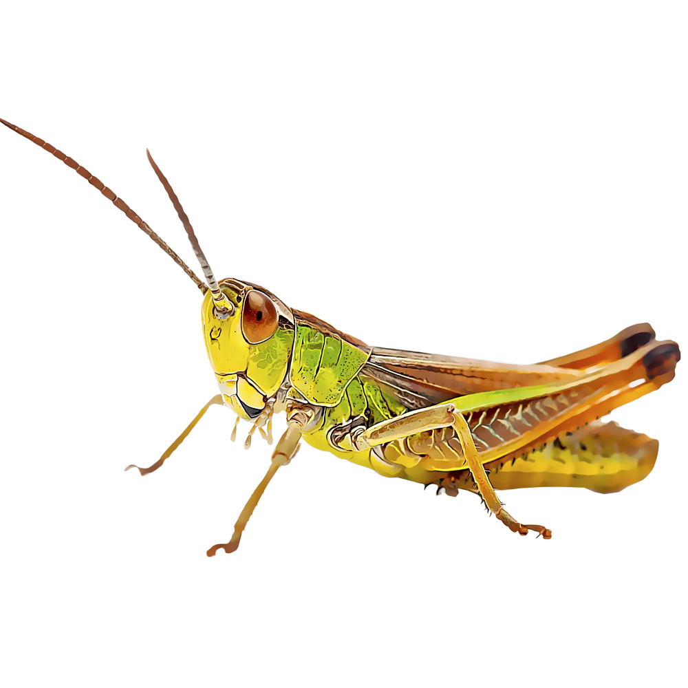 grasshoppers