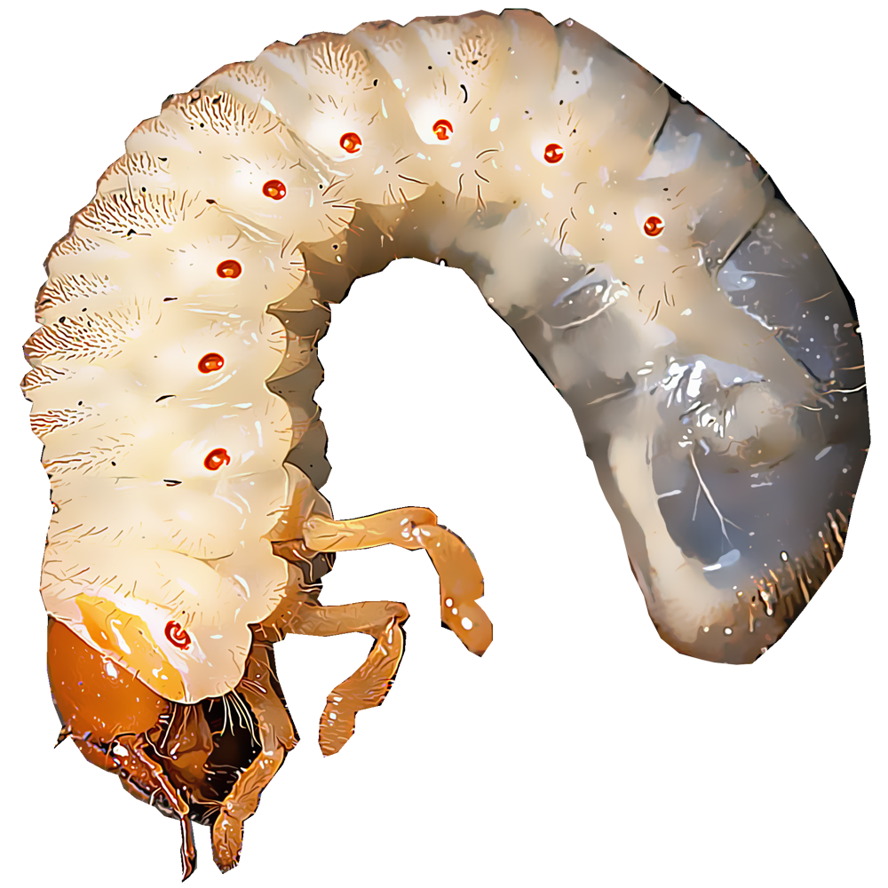 white-grubs