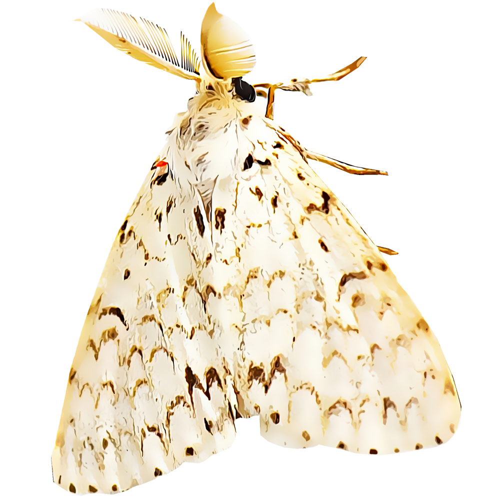gypsy-moths