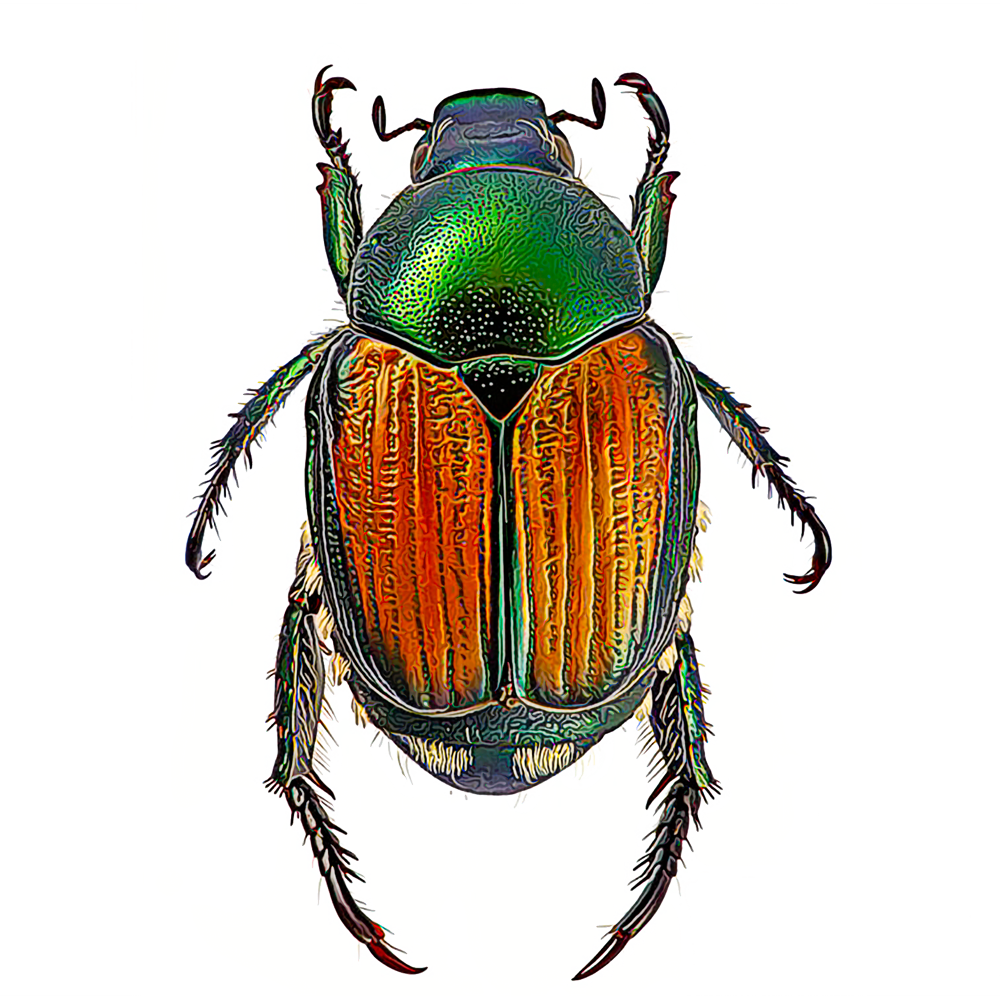 japanese-beetles