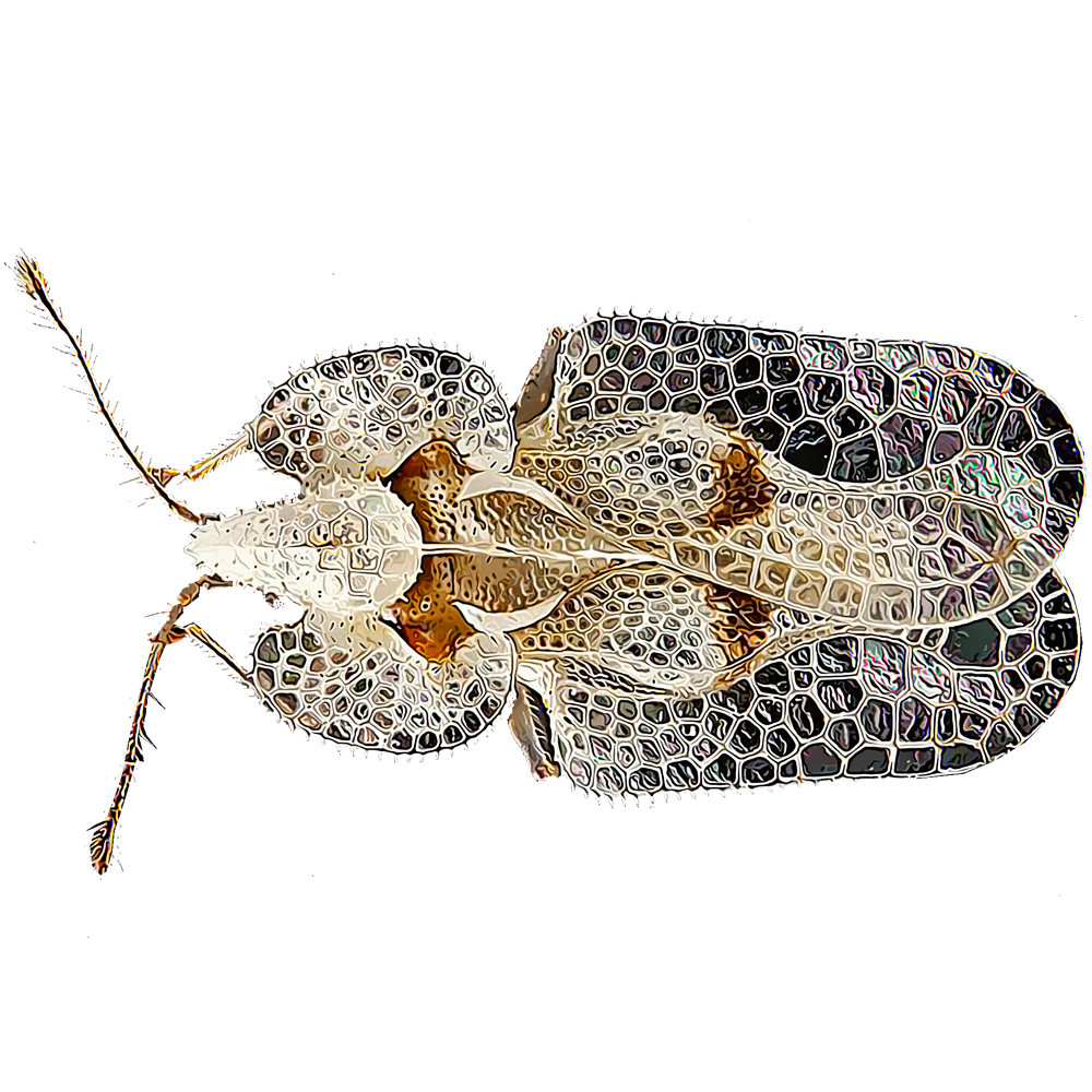 lace-bugs