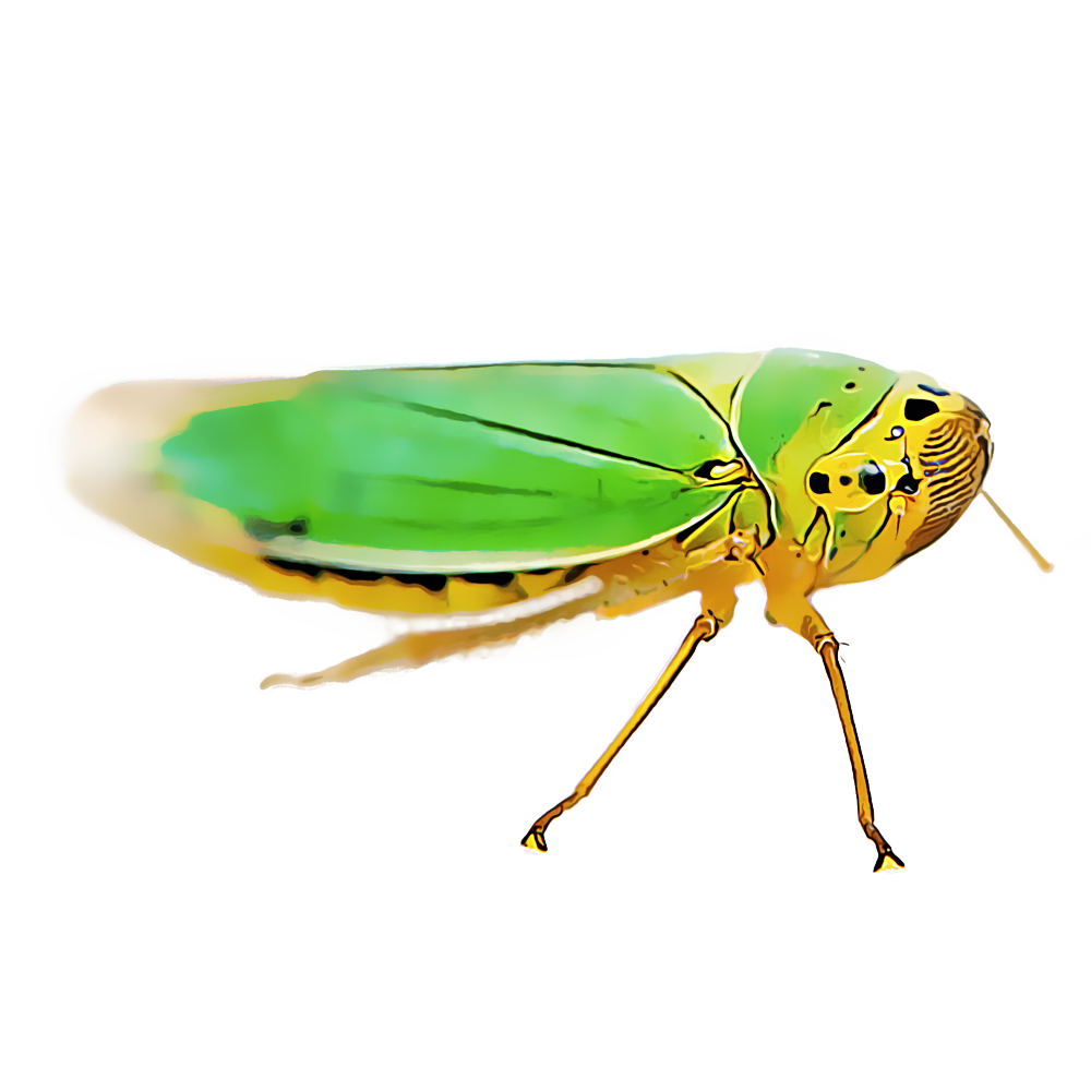 leafhoppers