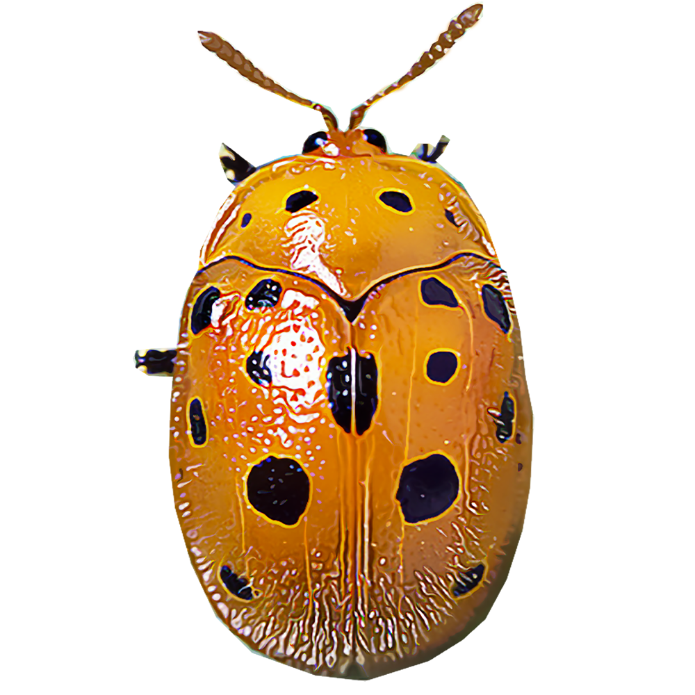 mexican-bean-beetles