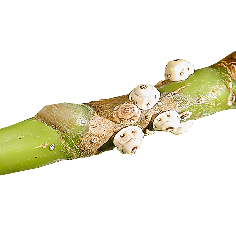 Identify and Control Scale