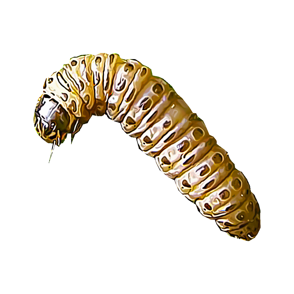 sod-webworms