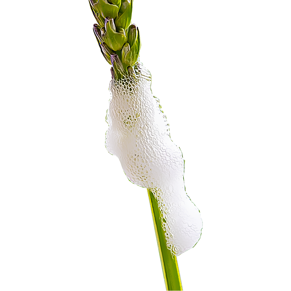 spittlebugs