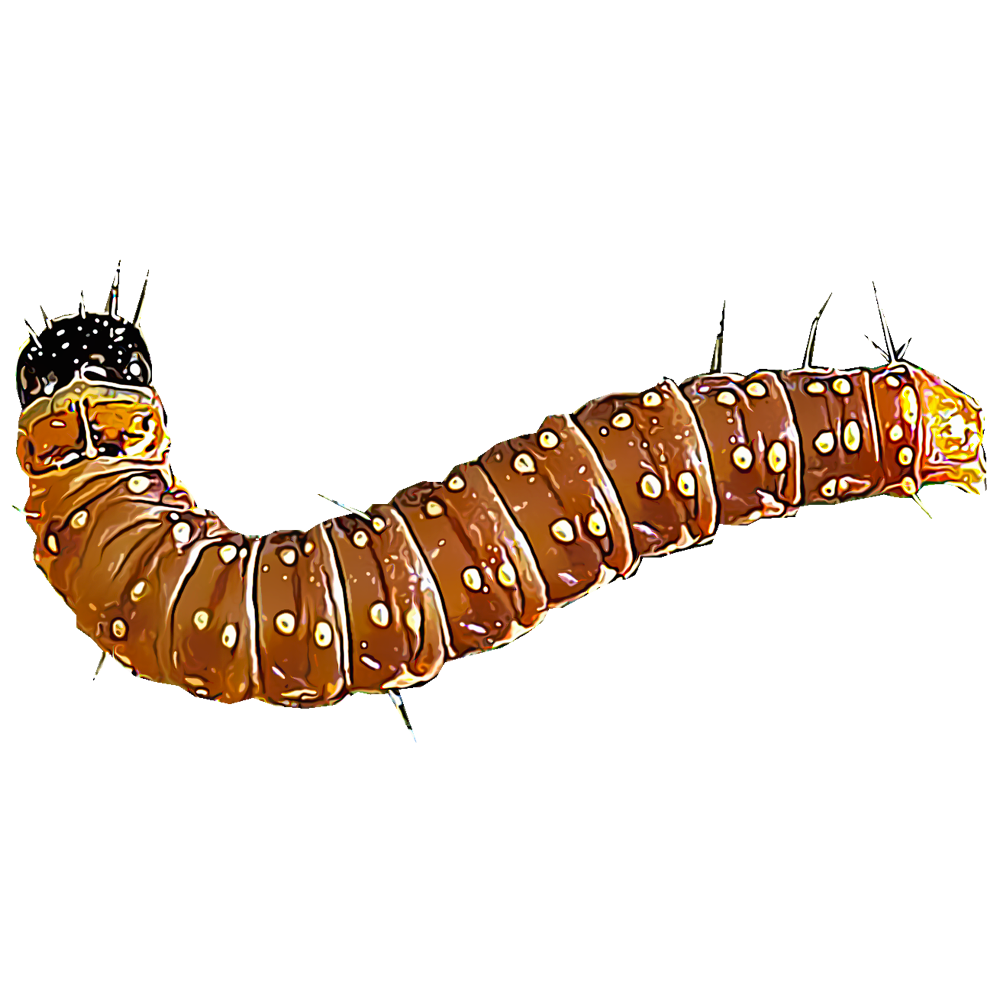 Identificación y control de los gusanos de la yema de la pícea