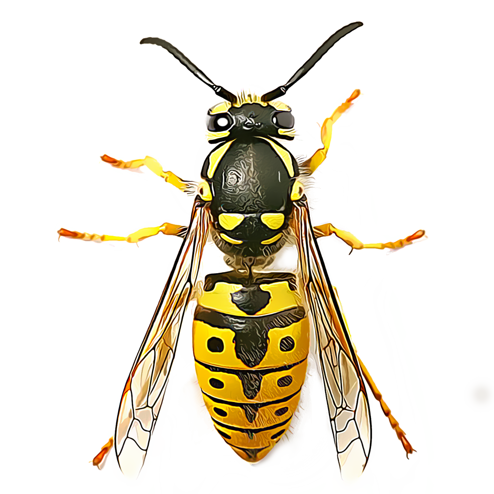 wasps