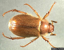 chafer-beetle