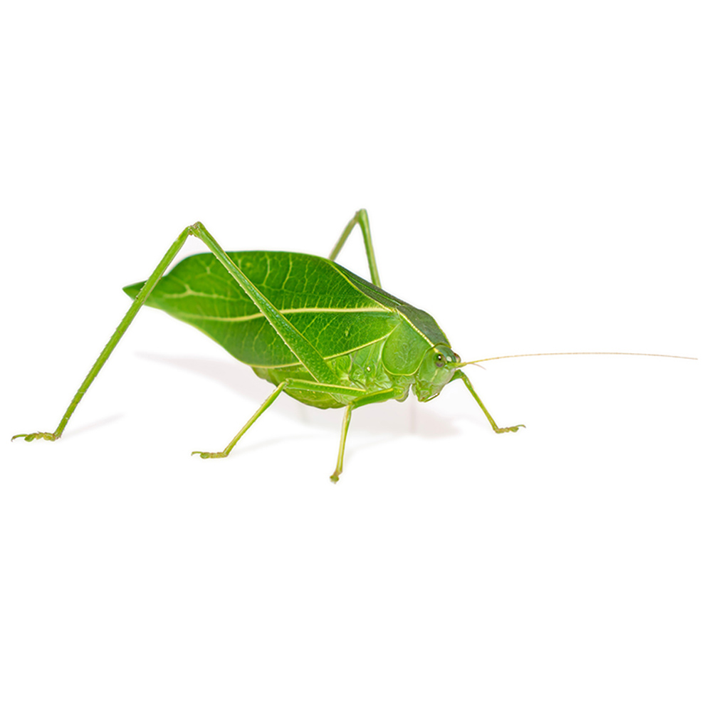 katydid