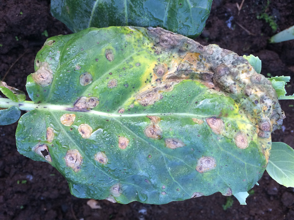 alternaria-leaf-spot