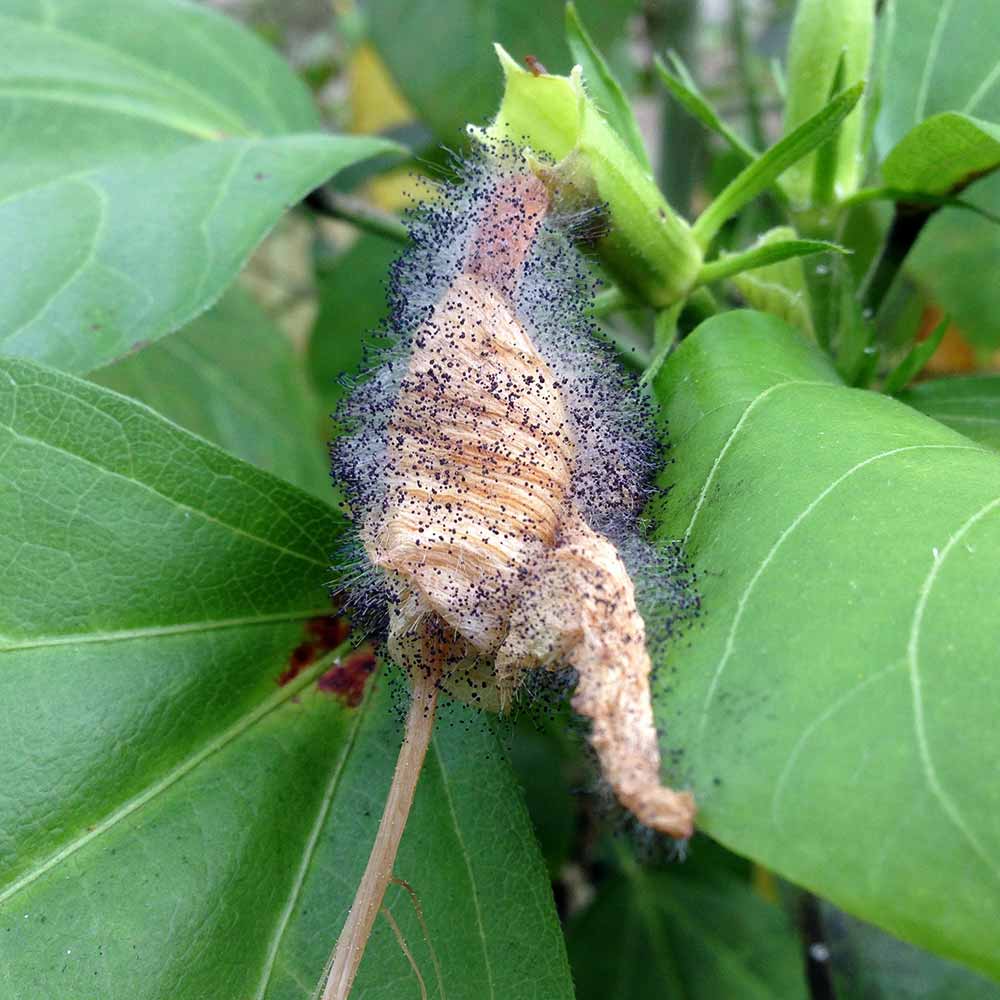 botrytis-blight