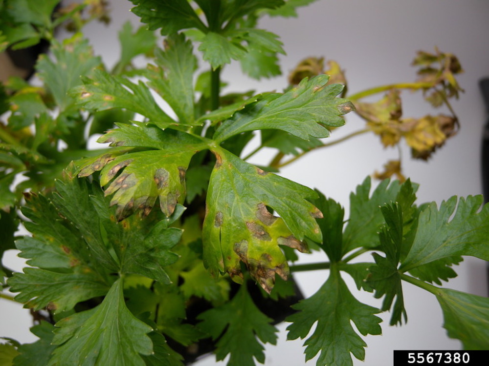cercospora-blight