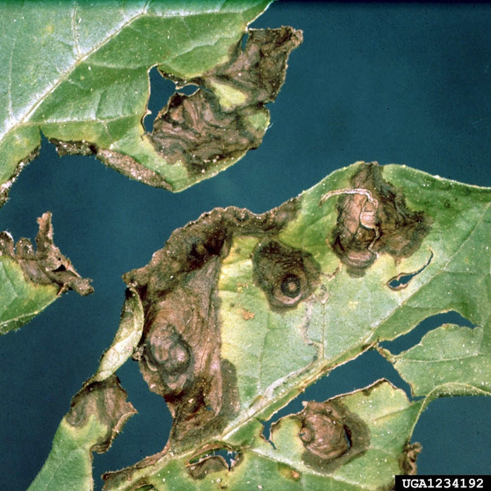 gummy-stem-blight