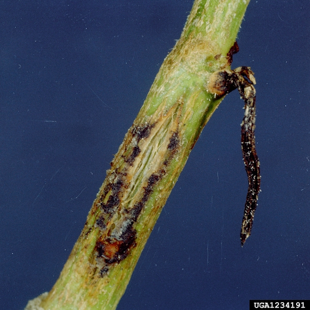 gummy-stem-blight