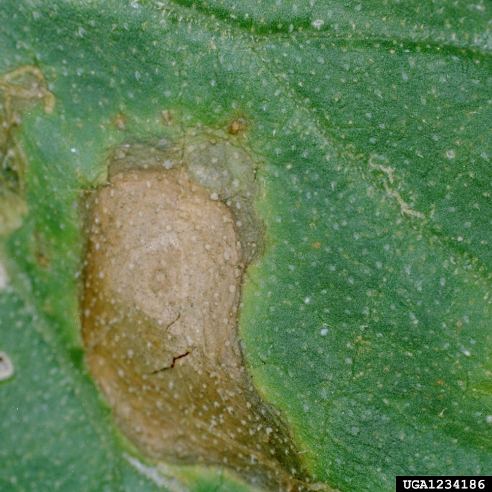 leaf-blight